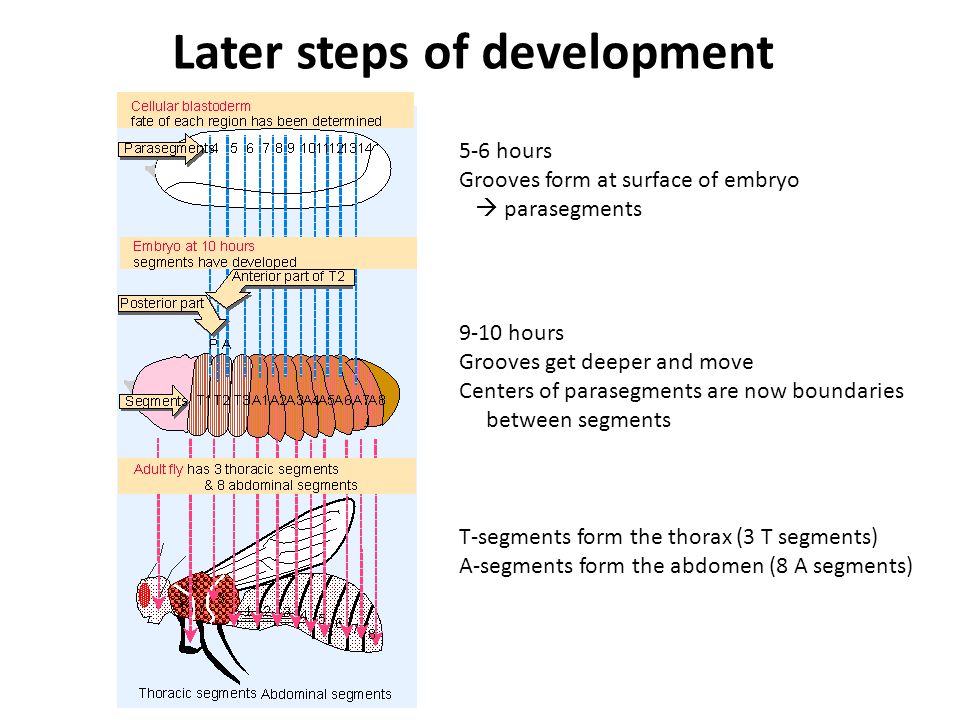 5-6 hours Grooves form at surface of embryo  parasegments 9-10 hours Grooves get deeper and move Centers of parasegments are now boundaries between segments T-segments form the thorax (3 T segments) A-segments form the abdomen (8 A segments) Later steps of development