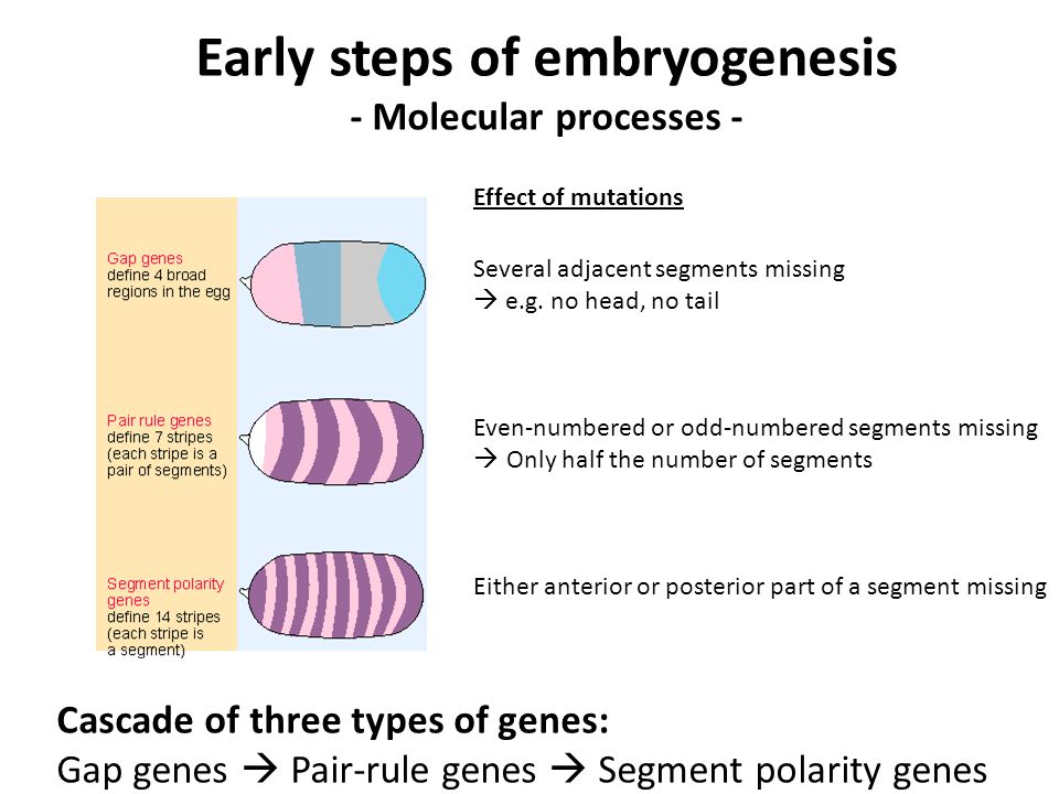 Effect of mutations Several adjacent segments missing  e.g.