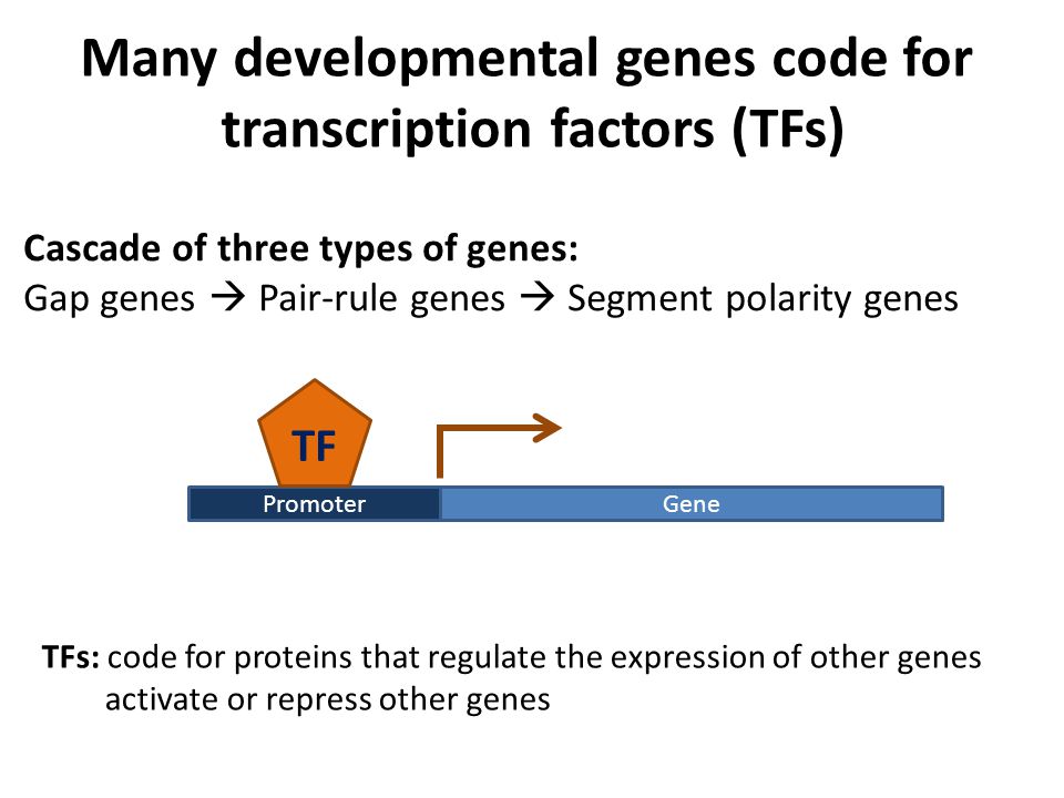 TFs: code for proteins that regulate the expression of other genes activate or repress other genes Cascade of three types of genes: Gap genes  Pair-rule genes  Segment polarity genes Many developmental genes code for transcription factors (TFs) GenePromoter TF