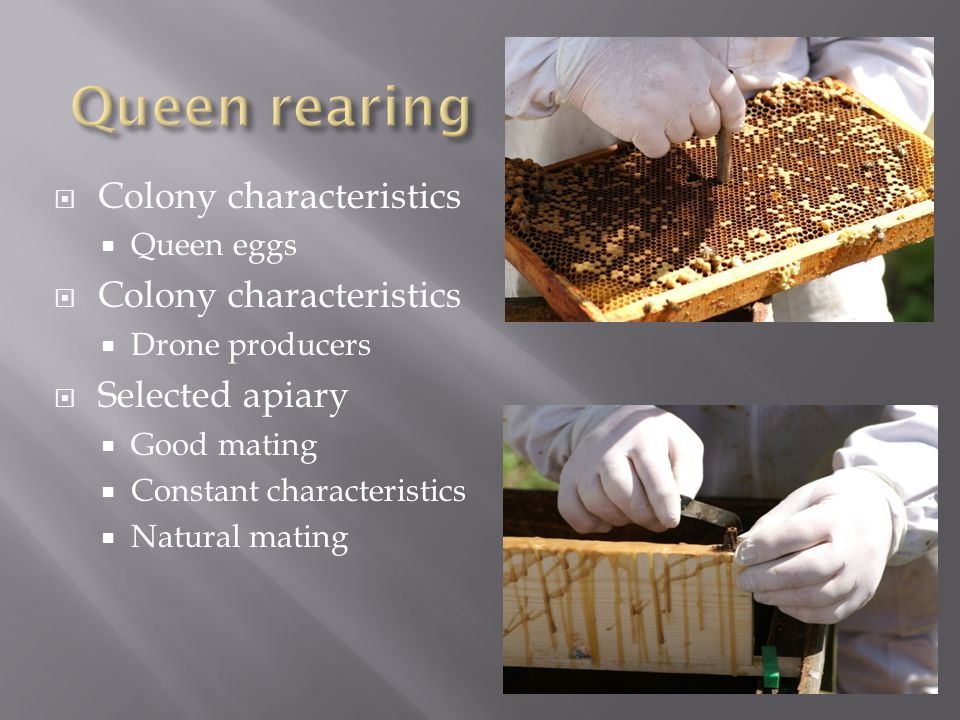  Colony characteristics  Queen eggs  Colony characteristics  Drone producers  Selected apiary  Good mating  Constant characteristics  Natural mating