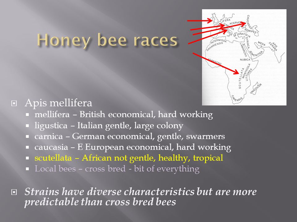  Apis mellifera  mellifera – British economical, hard working  ligustica – Italian gentle, large colony  carnica – German economical, gentle, swarmers  caucasia – E European economical, hard working  scutellata – African not gentle, healthy, tropical  Local bees – cross bred - bit of everything  Strains have diverse characteristics but are more predictable than cross bred bees