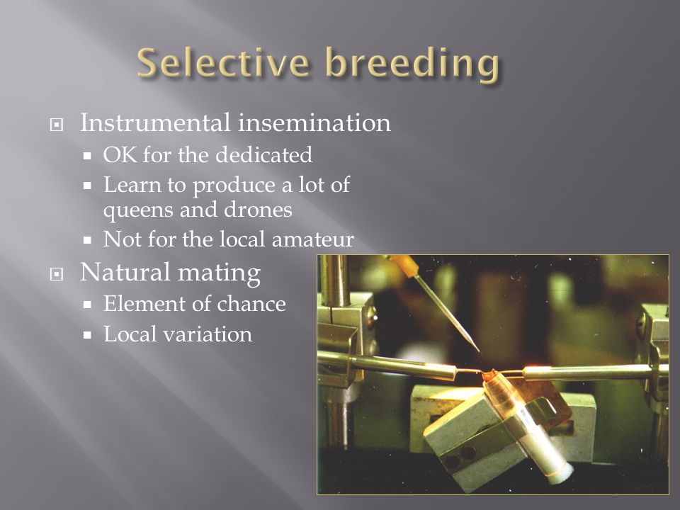  Instrumental insemination  OK for the dedicated  Learn to produce a lot of queens and drones  Not for the local amateur  Natural mating  Element of chance  Local variation