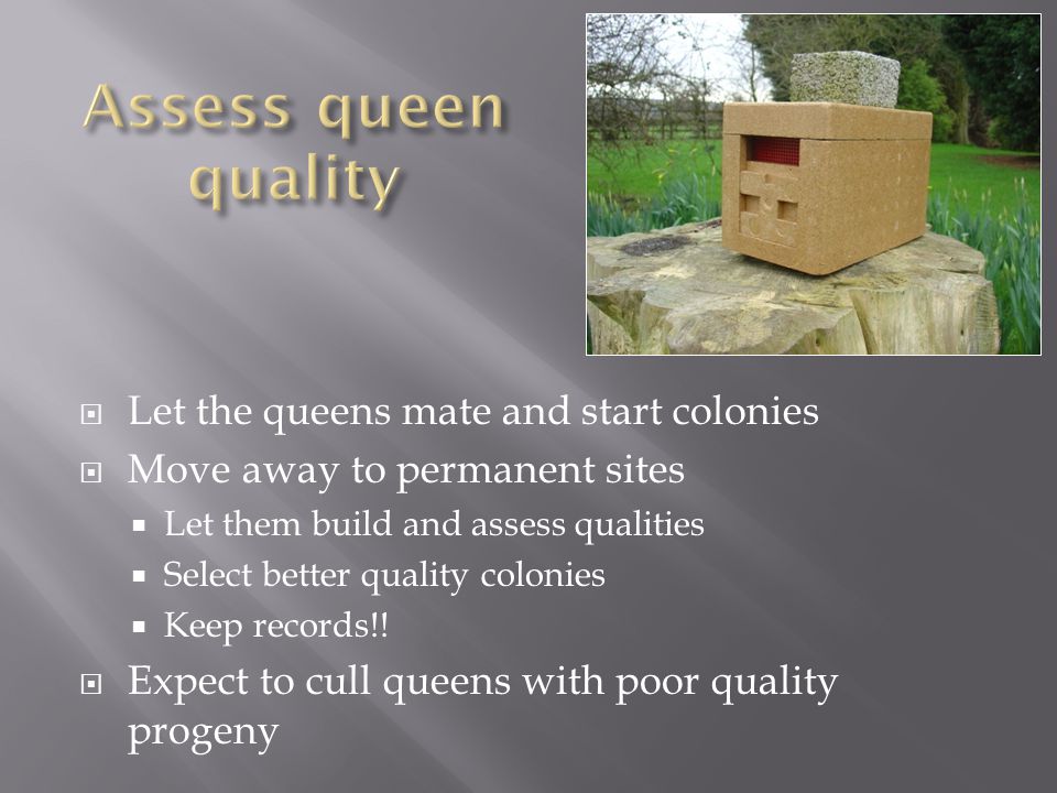 Let the queens mate and start colonies  Move away to permanent sites  Let them build and assess qualities  Select better quality colonies  Keep records!.