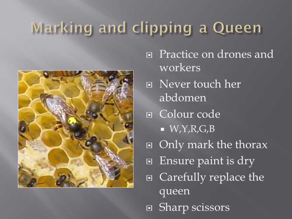  Practice on drones and workers  Never touch her abdomen  Colour code  W,Y,R,G,B  Only mark the thorax  Ensure paint is dry  Carefully replace the queen  Sharp scissors
