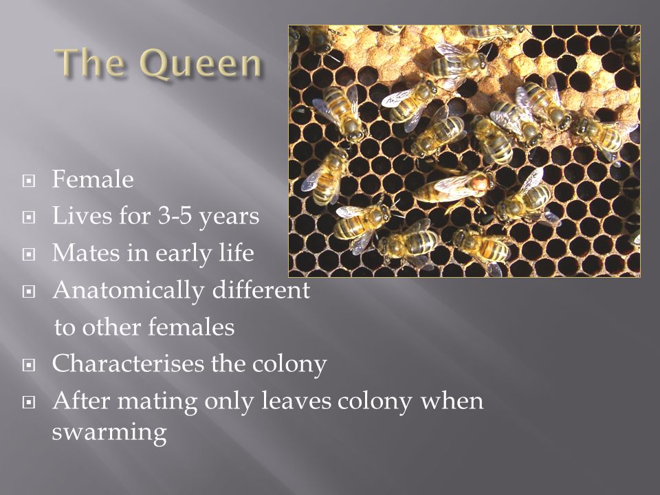  Female  Lives for 3-5 years  Mates in early life  Anatomically different to other females  Characterises the colony  After mating only leaves colony when swarming