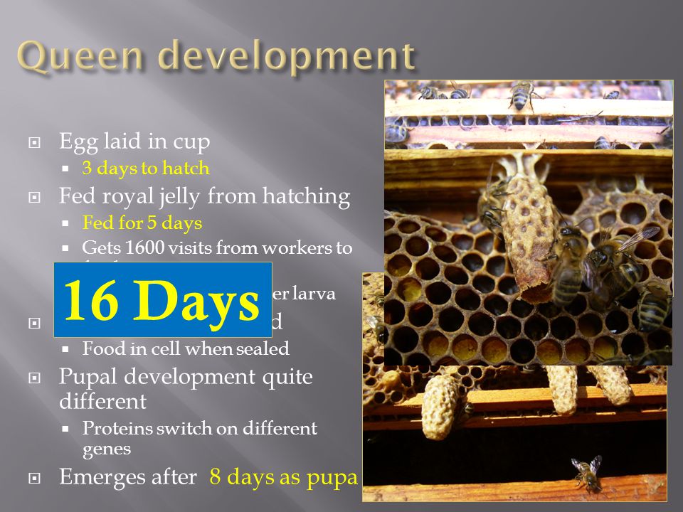  Egg laid in cup  3 days to hatch  Fed royal jelly from hatching  Fed for 5 days  Gets 1600 visits from workers to feed  cf 150 visits for a worker larva  Cell hangs downward  Food in cell when sealed  Pupal development quite different  Proteins switch on different genes  Emerges after 8 days as pupa 16 Days