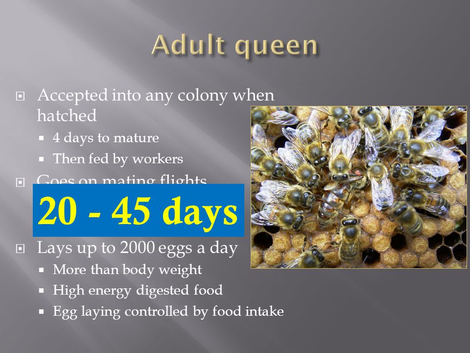  Accepted into any colony when hatched  4 days to mature  Then fed by workers  Goes on mating flights  First 3 weeks  Stays in hive afterwards  Lays up to 2000 eggs a day  More than body weight  High energy digested food  Egg laying controlled by food intake days