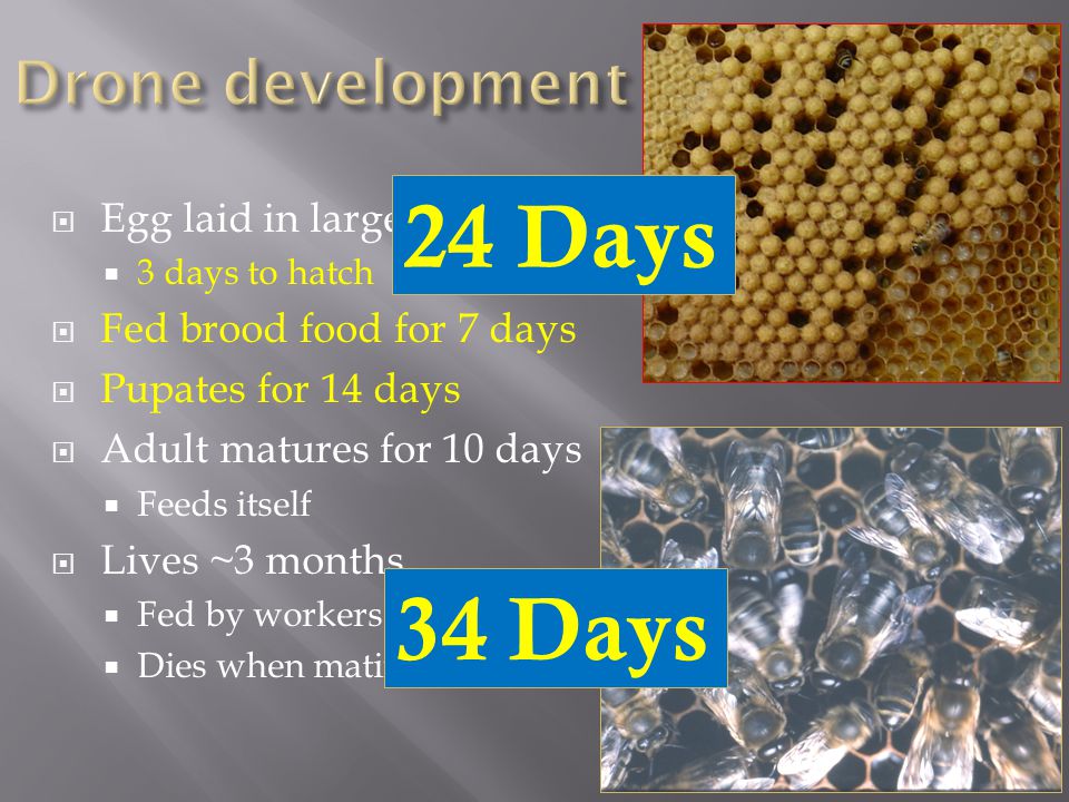  Egg laid in large cell  3 days to hatch  Fed brood food for 7 days  Pupates for 14 days  Adult matures for 10 days  Feeds itself  Lives ~3 months  Fed by workers  Dies when mating 24 Days 34 Days