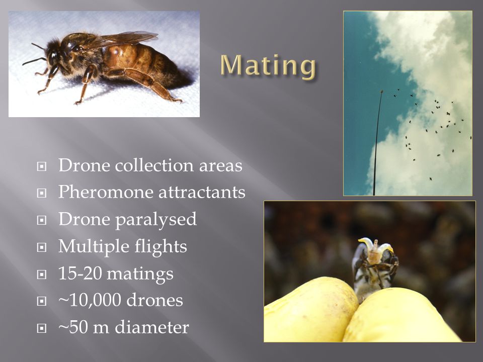  Drone collection areas  Pheromone attractants  Drone paralysed  Multiple flights  matings  ~10,000 drones  ~50 m diameter