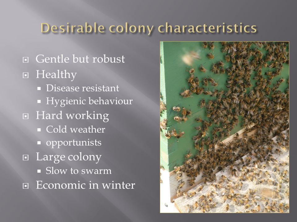  Gentle but robust  Healthy  Disease resistant  Hygienic behaviour  Hard working  Cold weather  opportunists  Large colony  Slow to swarm  Economic in winter