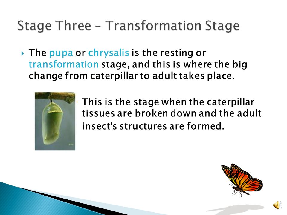 The caterpillar or larva is the long worm- like stage of the butterfly.