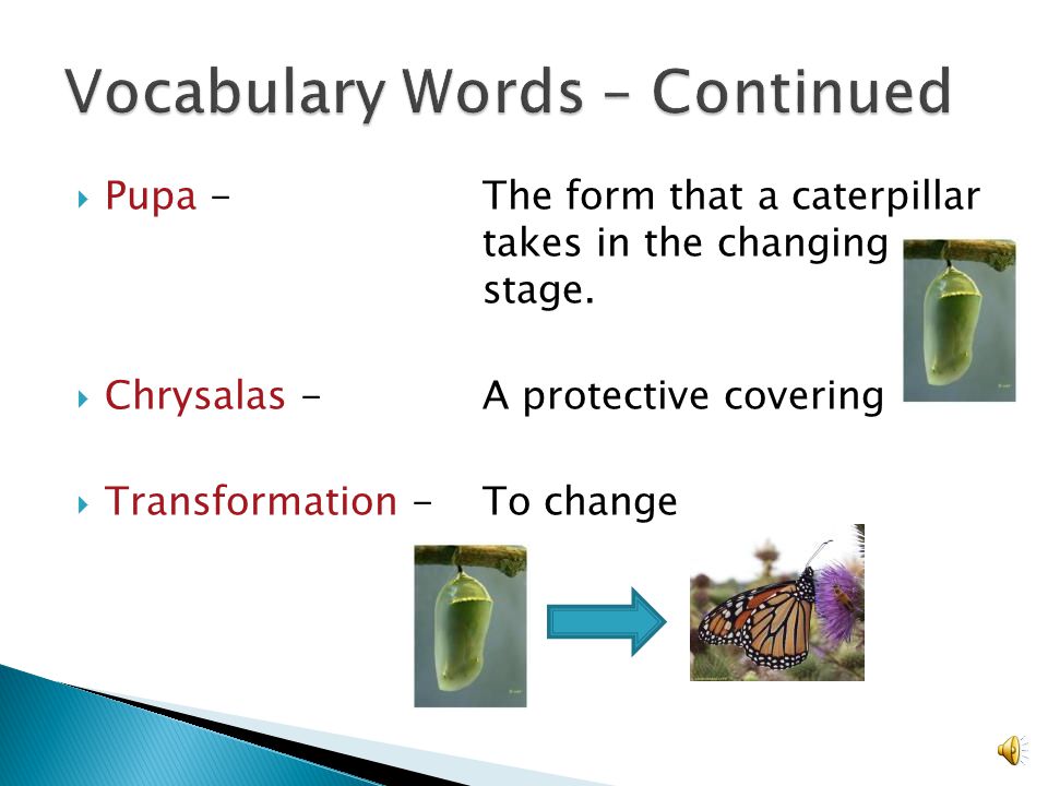  Cycle – A series of events  Larva -An early form of an animal  Caterpillar -The larva of a butterfly