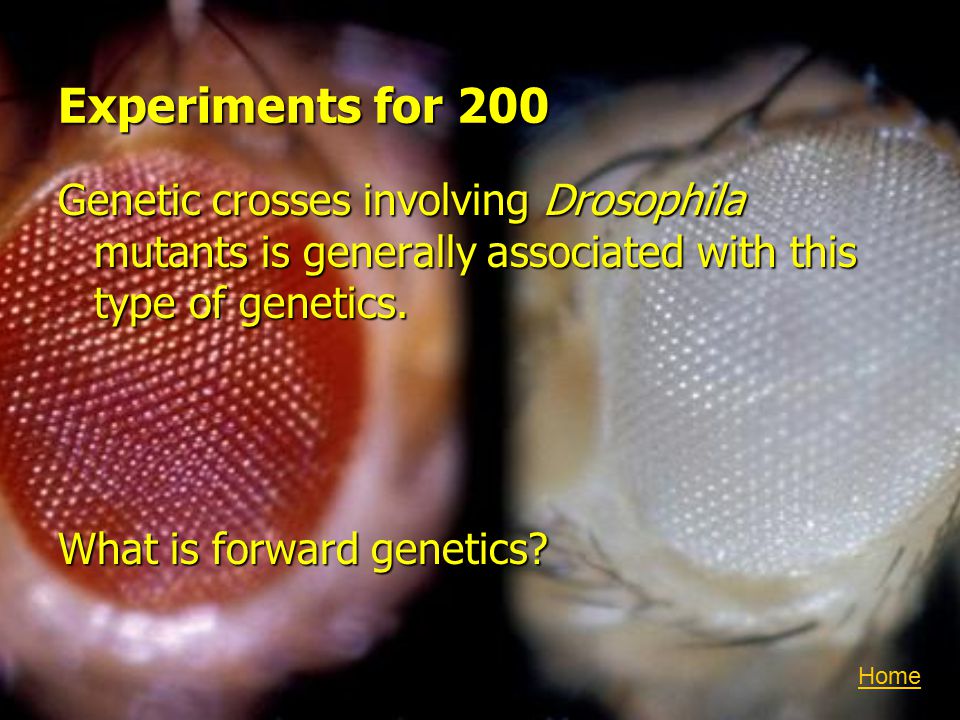 Experiments for 200 Genetic crosses involving Drosophila mutants is generally associated with this type of genetics.