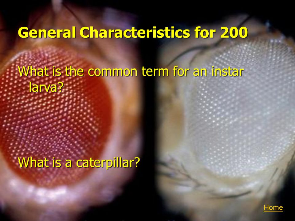 General Characteristics for 200 What is the common term for an instar larva.