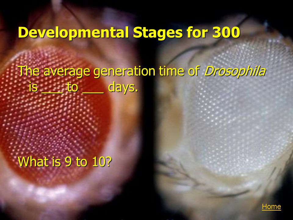 Developmental Stages for 300 The average generation time of Drosophila is ___ to ___ days.