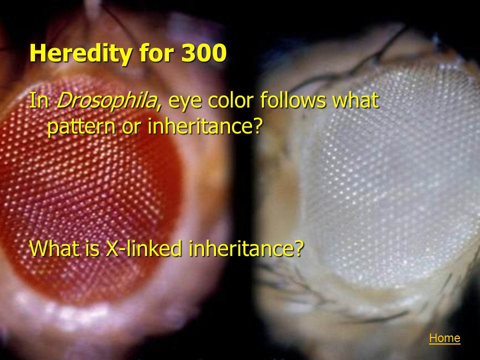 Heredity for 300 In Drosophila, eye color follows what pattern or inheritance.