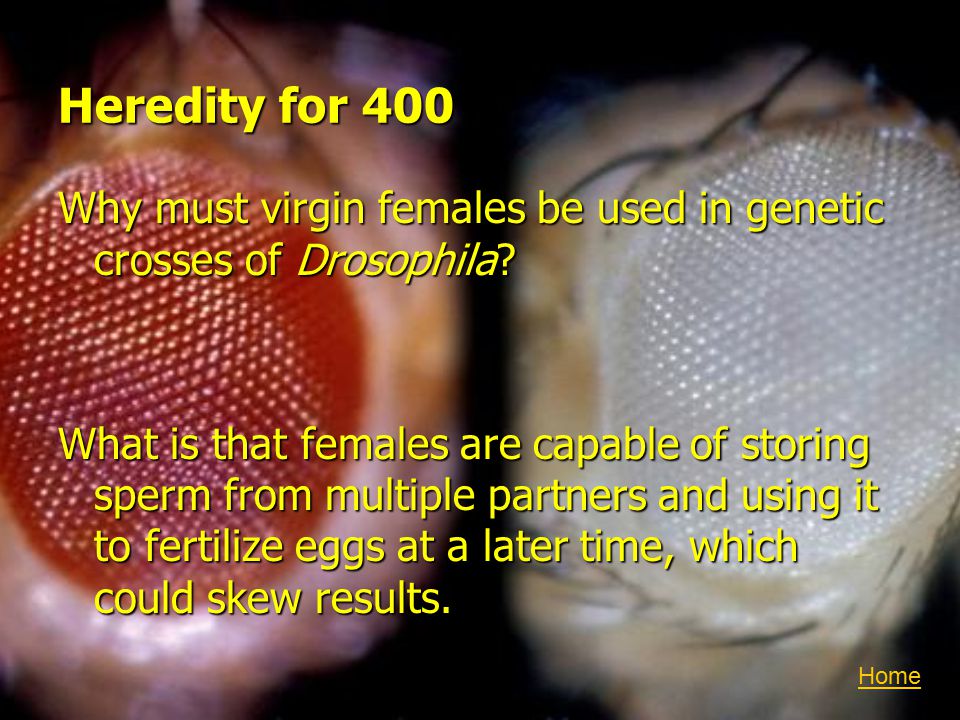 Heredity for 400 Why must virgin females be used in genetic crosses of Drosophila.
