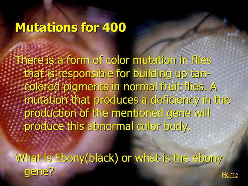 Mutations for 400 There is a form of color mutation in flies that is responsible for building up tan- colored pigments in normal fruit flies.