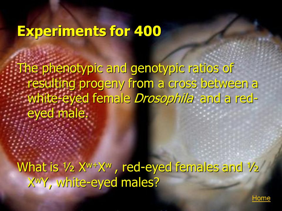 Experiments for 400 The phenotypic and genotypic ratios of resulting progeny from a cross between a white-eyed female Drosophila and a red- eyed male.