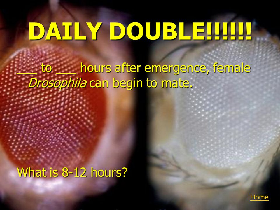 DAILY DOUBLE!!!!!. ___ to ___ hours after emergence, female Drosophila can begin to mate.
