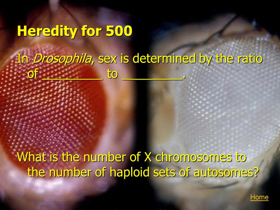 Heredity for 500 In Drosophila, sex is determined by the ratio of _________ to _________.