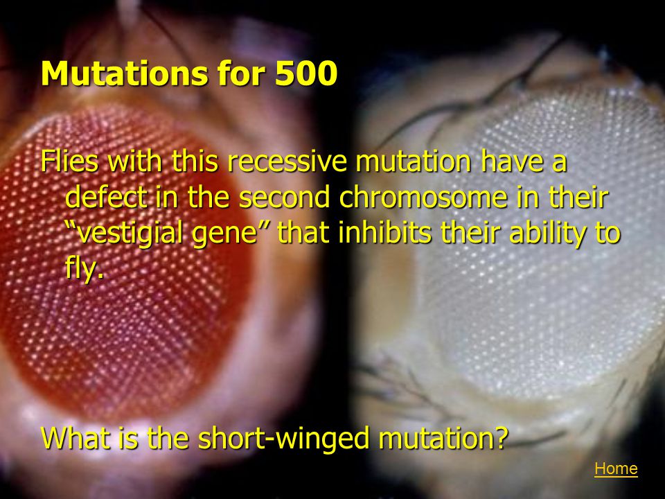 Mutations for 500 Flies with this recessive mutation have a defect in the second chromosome in their vestigial gene that inhibits their ability to fly.