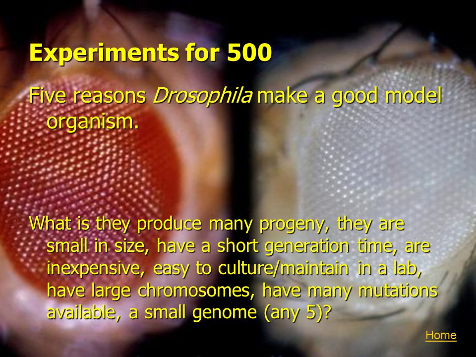 Experiments for 500 Five reasons Drosophila make a good model organism.
