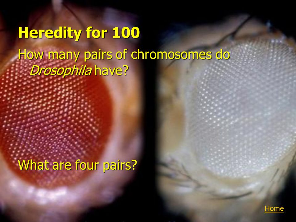 Heredity for 100 How many pairs of chromosomes do Drosophila have What are four pairs Home