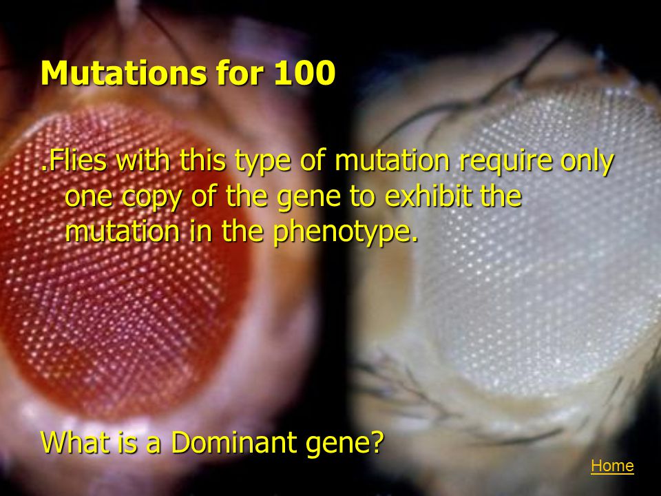 Mutations for 100.Flies with this type of mutation require only one copy of the gene to exhibit the mutation in the phenotype.