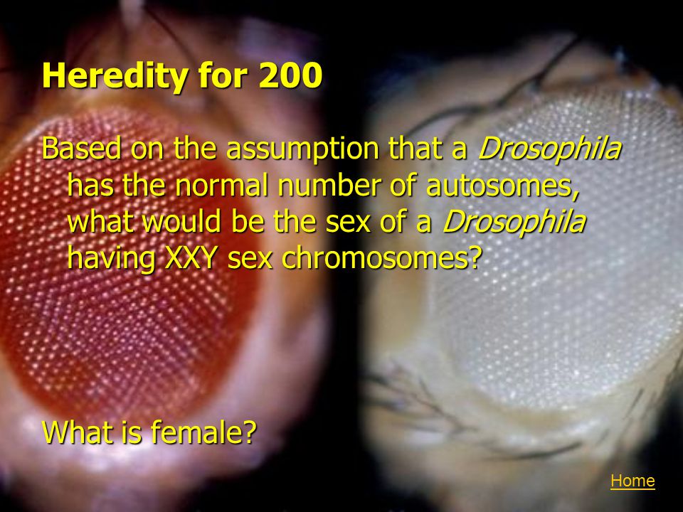 Heredity for 200 Based on the assumption that a Drosophila has the normal number of autosomes, what would be the sex of a Drosophila having XXY sex chromosomes.