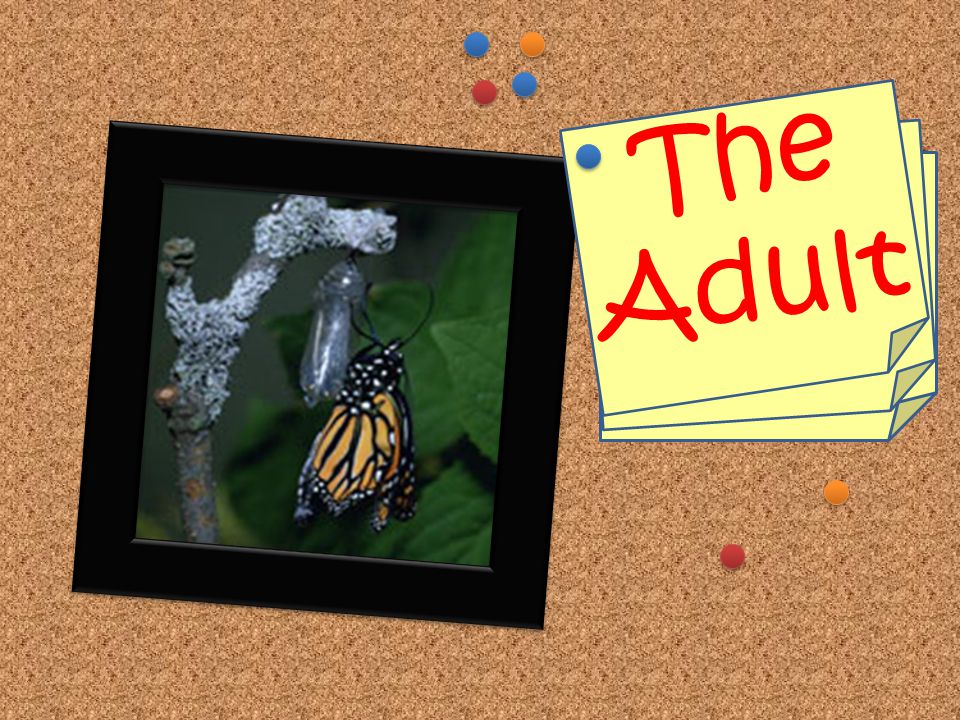 Stage 4: Adult The chrysalis splits to allow the butterfly to come out.