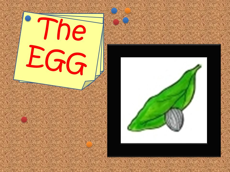 Stage 1: The Egg The tiny little egg is laid by the female butterfly Eggs are usually found on the under side of leaves Eggs hatch into something called Larva (Lar-vay) What stage of human life is like the egg stage