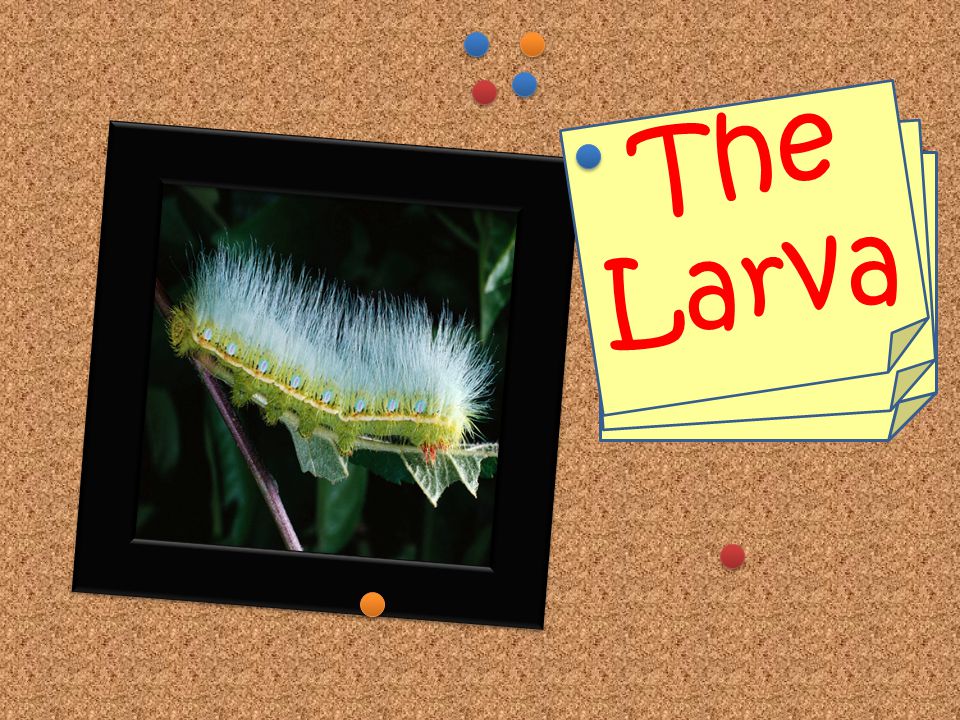 Stage 2: Larva The caterpillar hatches from the egg just like a baby chick.