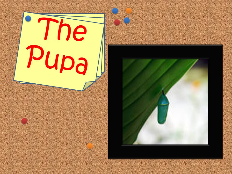 Stage 2: Pupa The pupa (pyu-pa) is when the caterpillar is inside of a cocoon.
