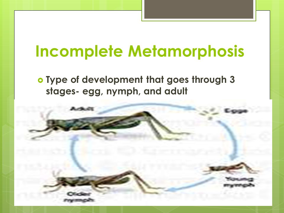 Incomplete Metamorphosis  Type of development that goes through 3 stages- egg, nymph, and adult