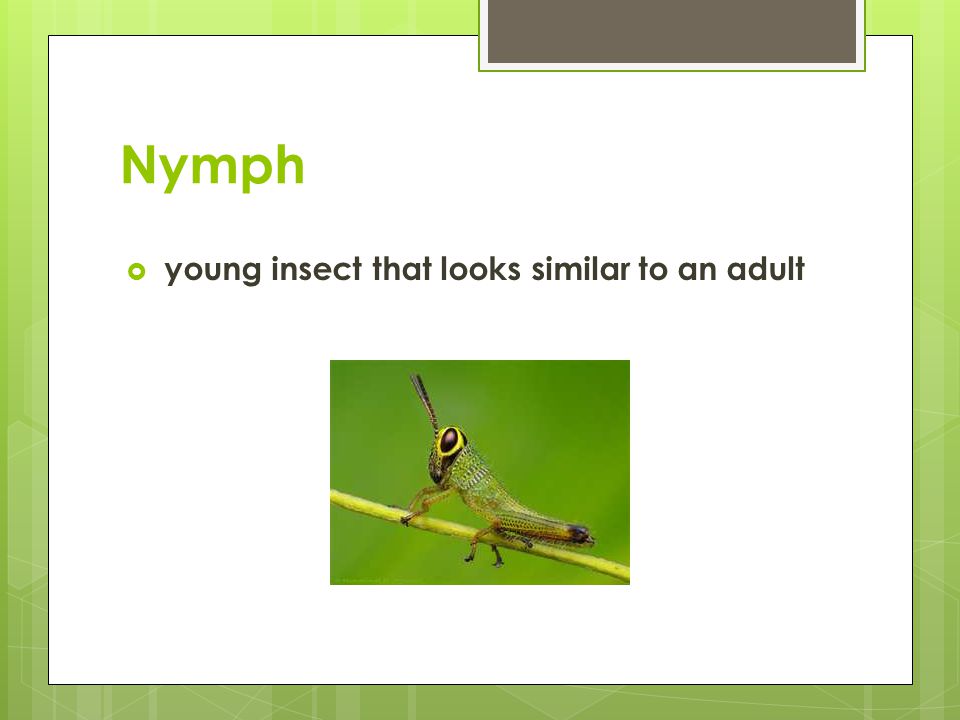 Nymph  young insect that looks similar to an adult