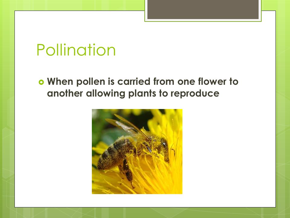 Pollination  When pollen is carried from one flower to another allowing plants to reproduce