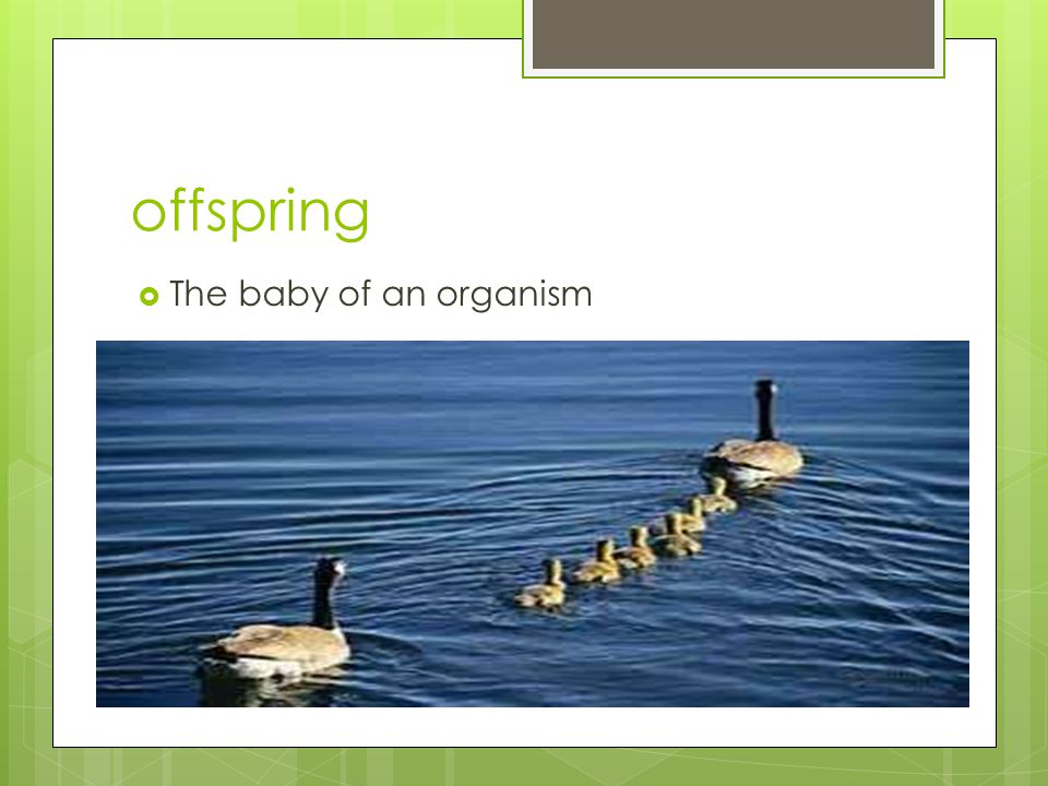 offspring  The baby of an organism