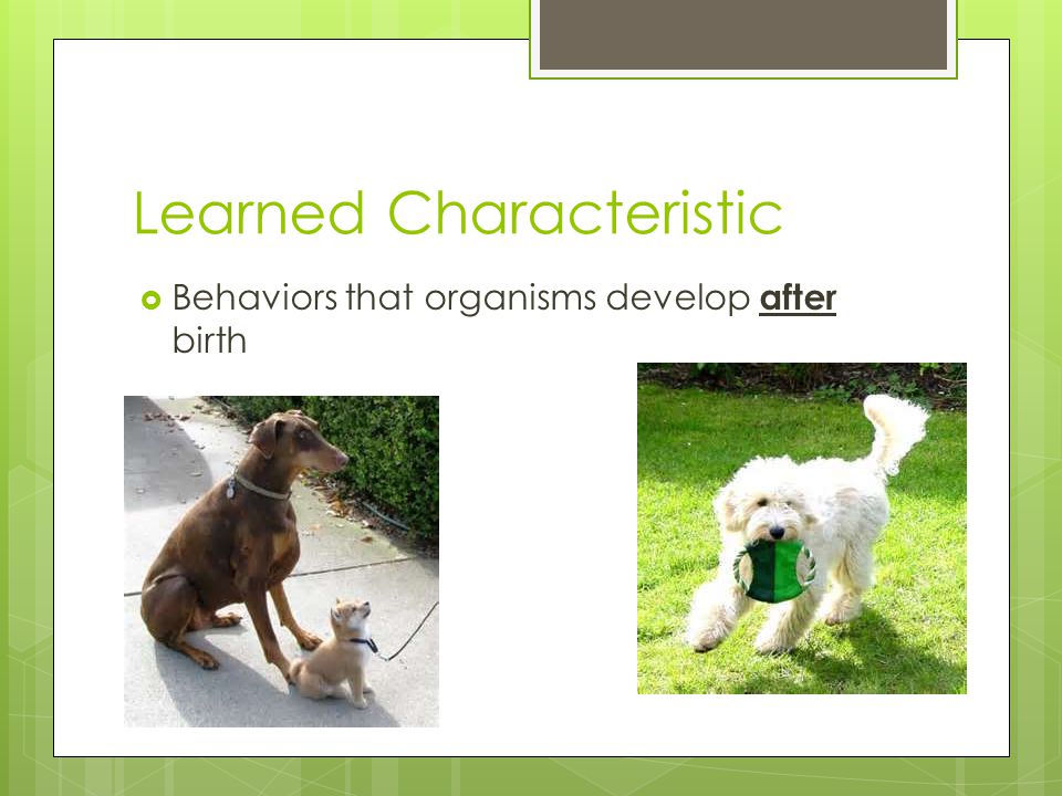 Learned Characteristic  Behaviors that organisms develop after birth