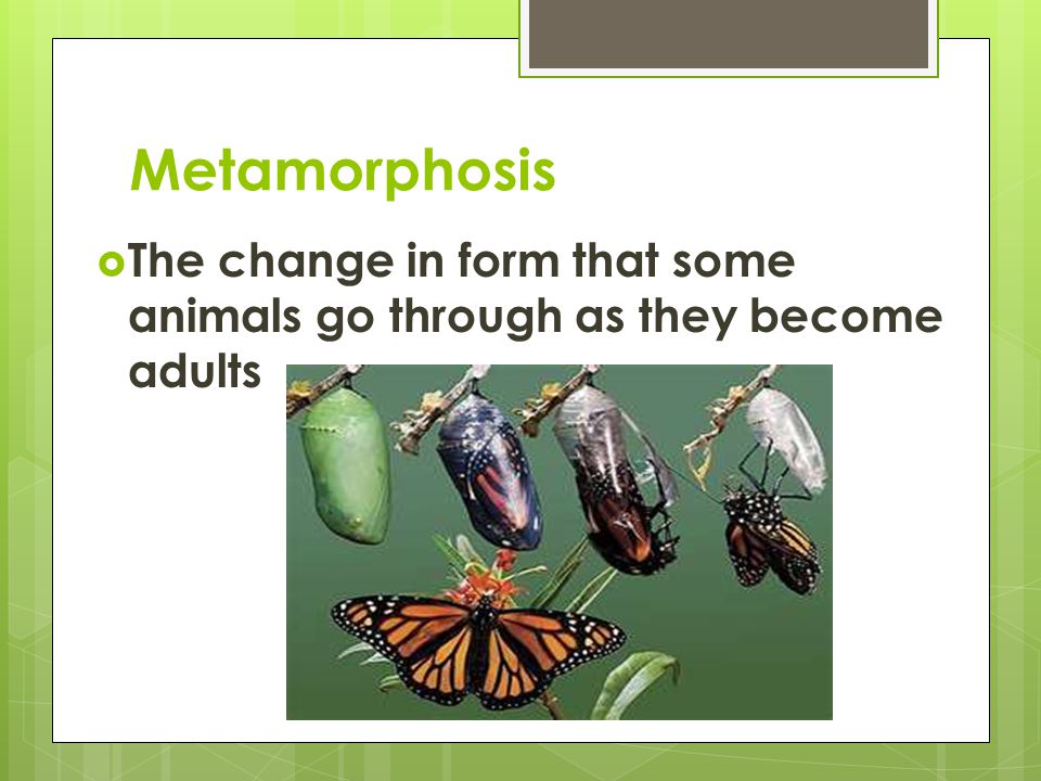 Metamorphosis  The change in form that some animals go through as they become adults