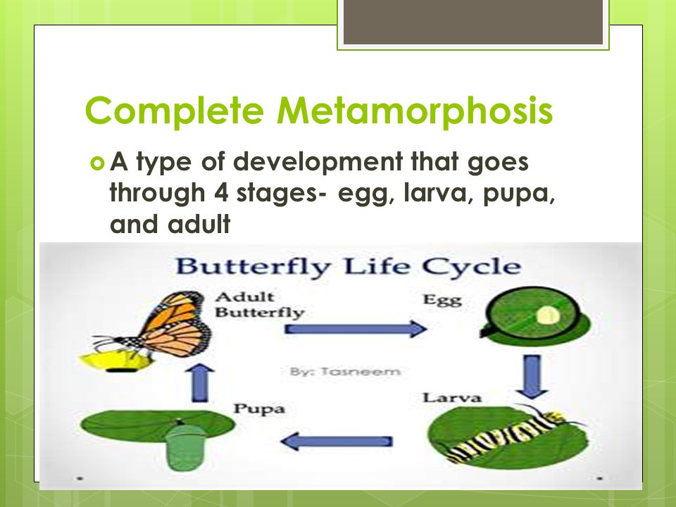 Complete Metamorphosis  A type of development that goes through 4 stages- egg, larva, pupa, and adult
