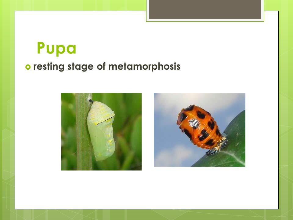 Pupa  resting stage of metamorphosis