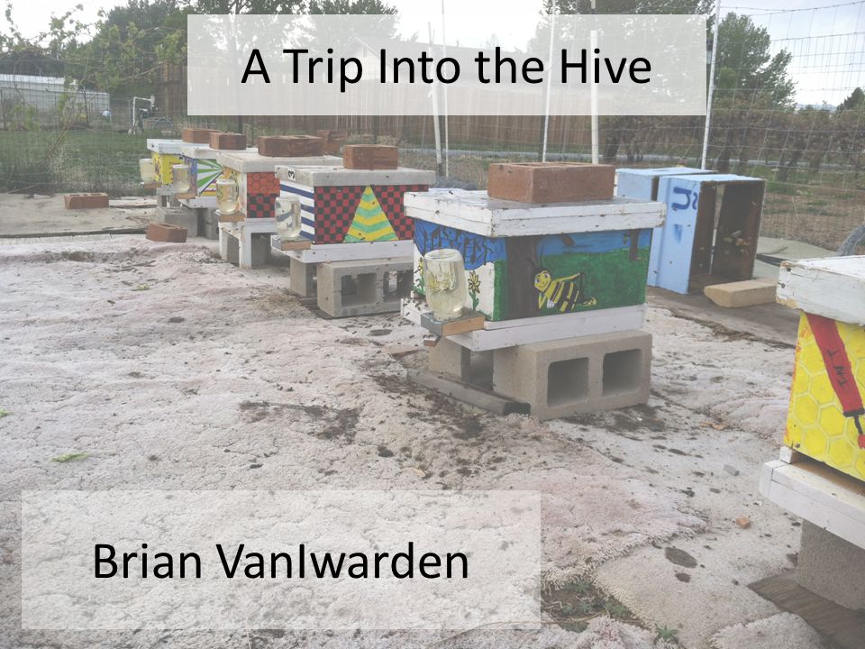 A Trip Into the Hive Brian VanIwarden