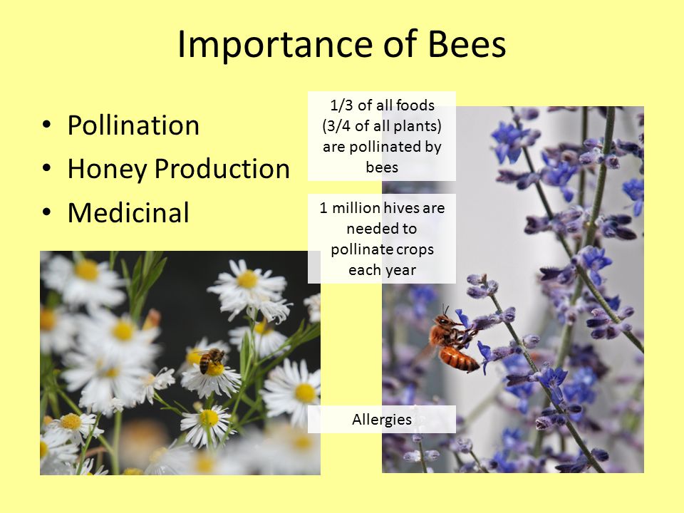 Importance of Bees Pollination Honey Production Medicinal Allergies 1 million hives are needed to pollinate crops each year 1/3 of all foods (3/4 of all plants) are pollinated by bees