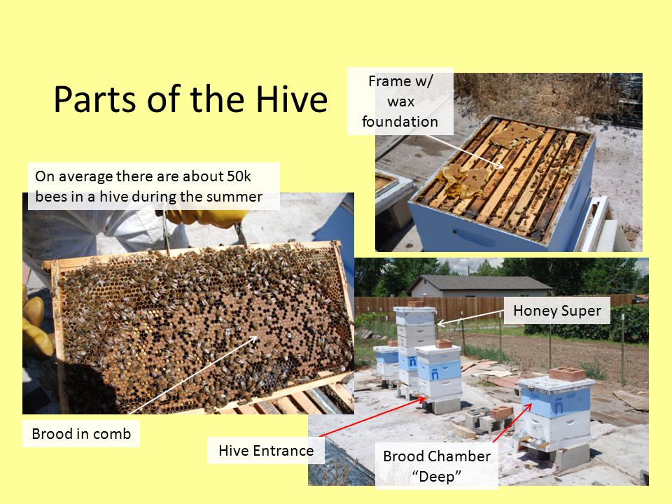 Parts of the Hive On average there are about 50k bees in a hive during the summer Honey Super Frame w/ wax foundation Brood in comb Brood Chamber Deep Hive Entrance