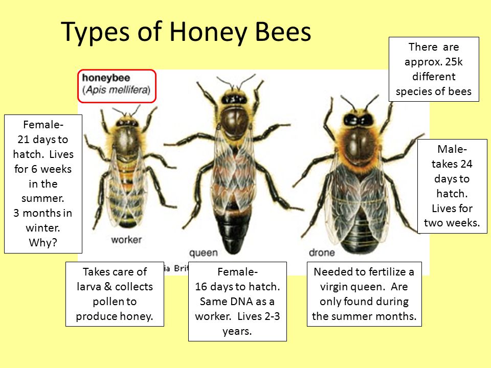 Types of Honey Bees There are approx.