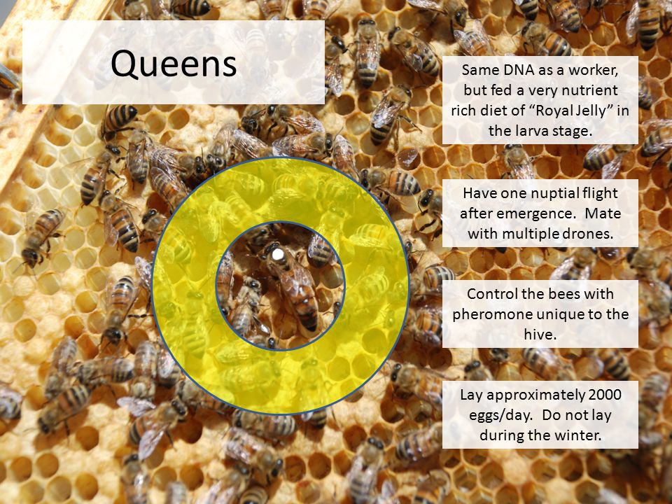 Queens Same DNA as a worker, but fed a very nutrient rich diet of Royal Jelly in the larva stage.