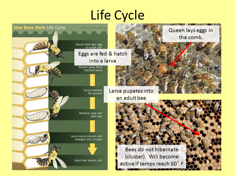 Life Cycle Bees do not hibernate (cluster).