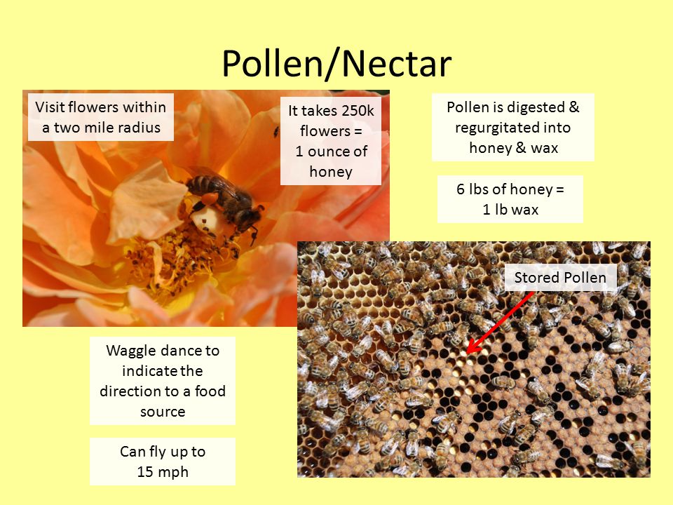 Pollen/Nectar Pollen is digested & regurgitated into honey & wax 6 lbs of honey = 1 lb wax Visit flowers within a two mile radius It takes 250k flowers = 1 ounce of honey Waggle dance to indicate the direction to a food source Stored Pollen Can fly up to 15 mph