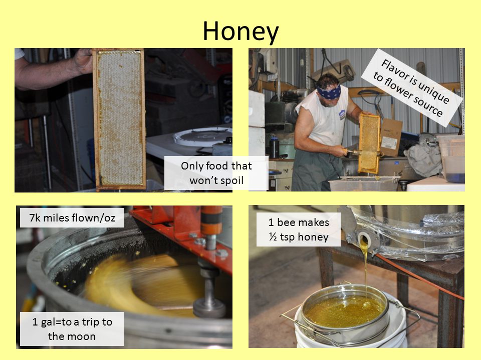 Honey Flavor is unique to flower source 1 gal=to a trip to the moon 7k miles flown/oz 1 bee makes ½ tsp honey Only food that won’t spoil